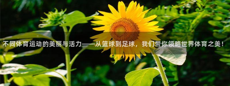 杏宇3注册